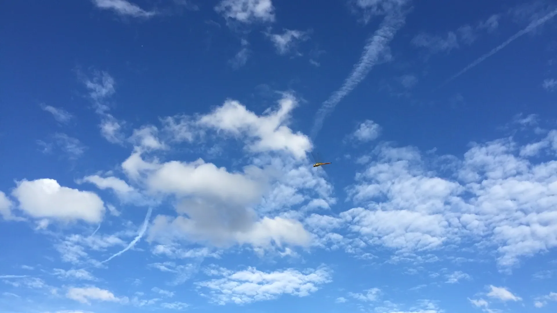 A bird in flight against a blue, cloud-filled sky.